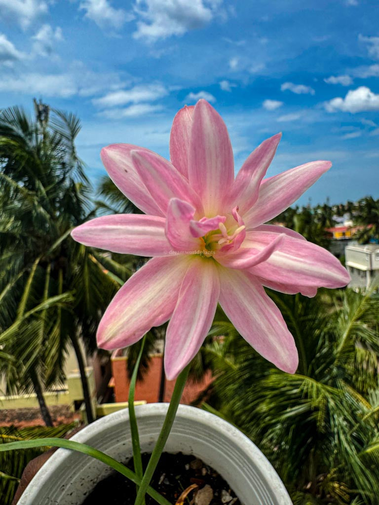 Rain Lily Wholesale