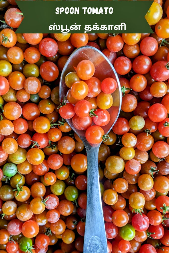 Tomato Seeds
