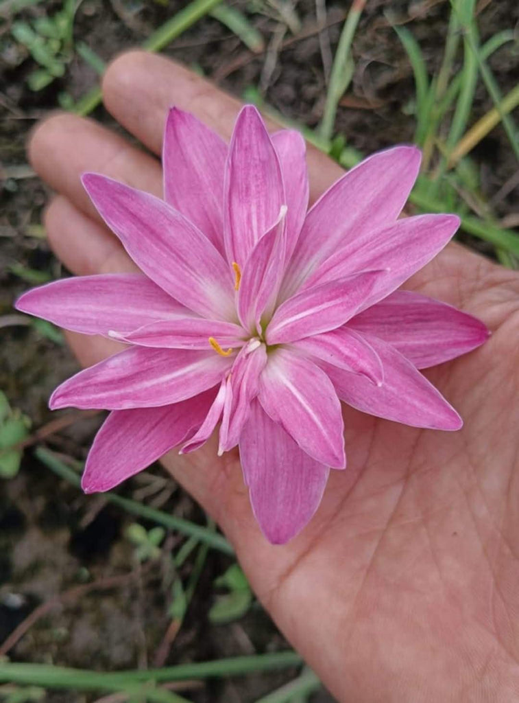 Rain Lily Import