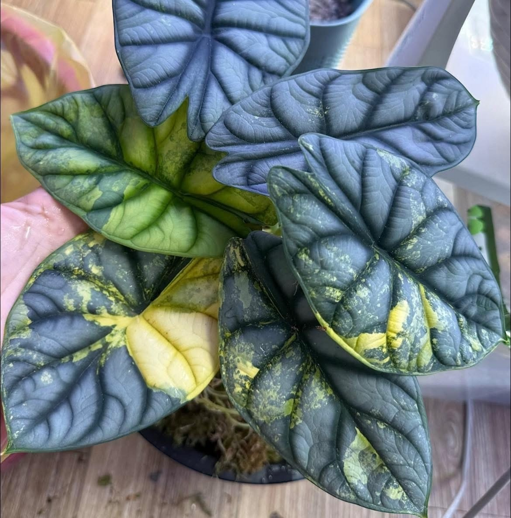 Indoor Plants
